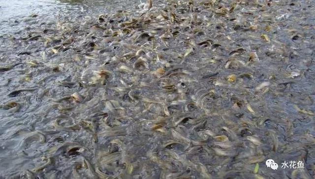 泥鳅养殖最怕什么,泥鳅养殖技术是骗局