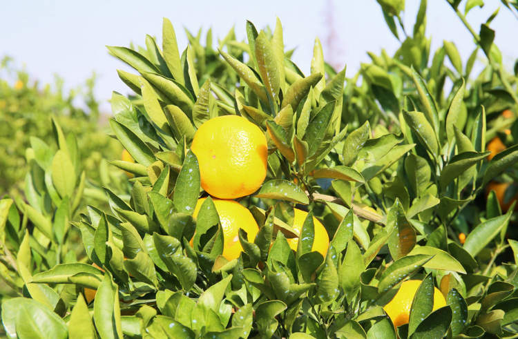 今年崇明的橘子哪里买,崇明岛现在有橘子卖吗