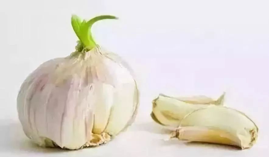 那些发芽的食物还能吃吗,发芽的食物不能吃一文告诉你真相