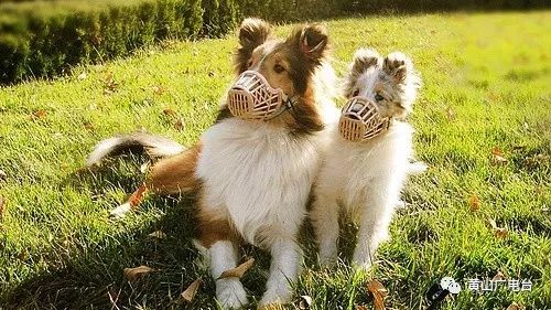 安徽黄山禁养35种犬名单,黄山市养犬管理条例