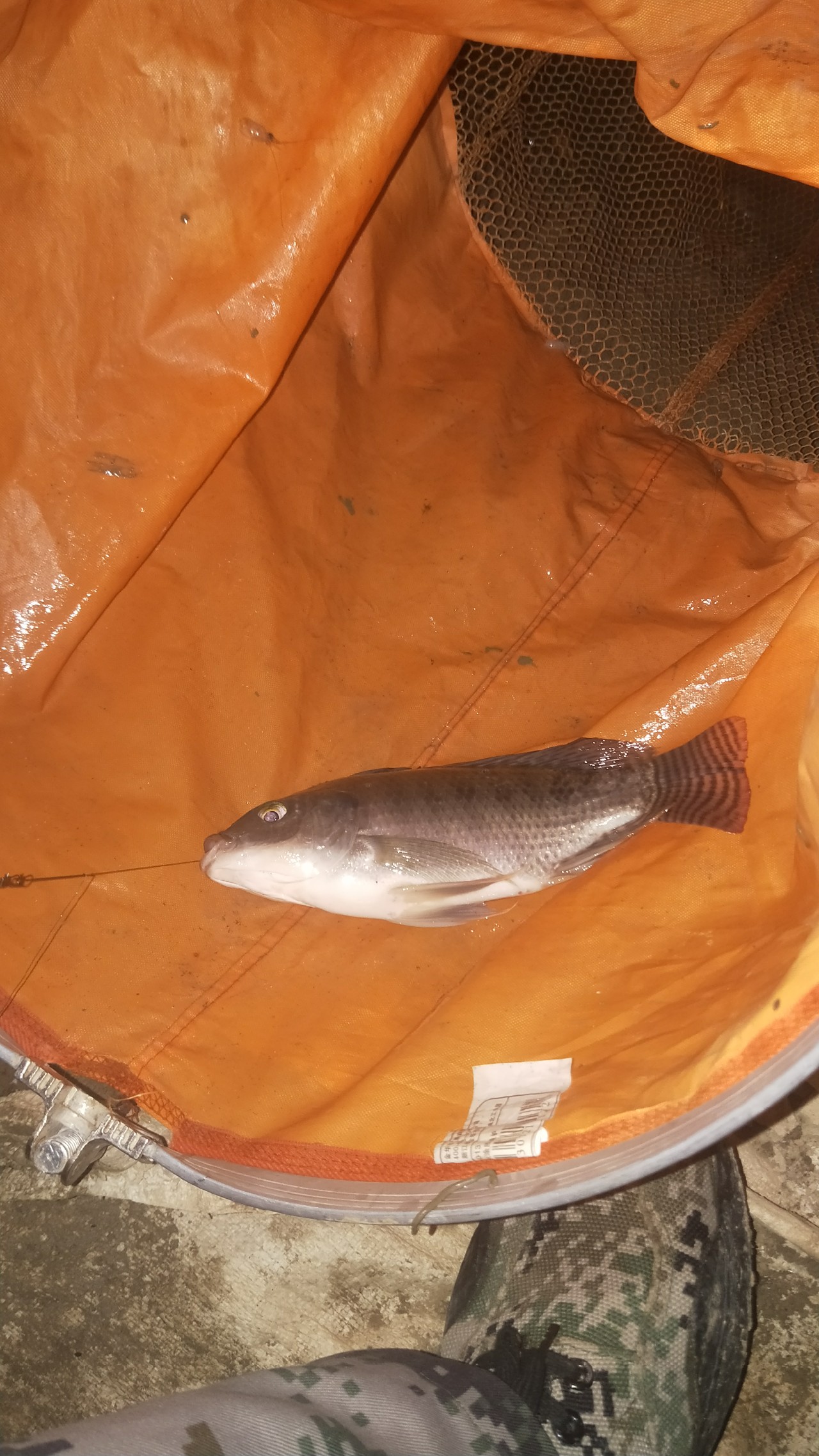 有用过老鬼饵料烧手的吗,用老鬼的饵料烧手怎么办