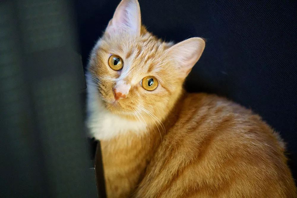 索尼alpha6100l测评,索尼新品相机阿尔法6100