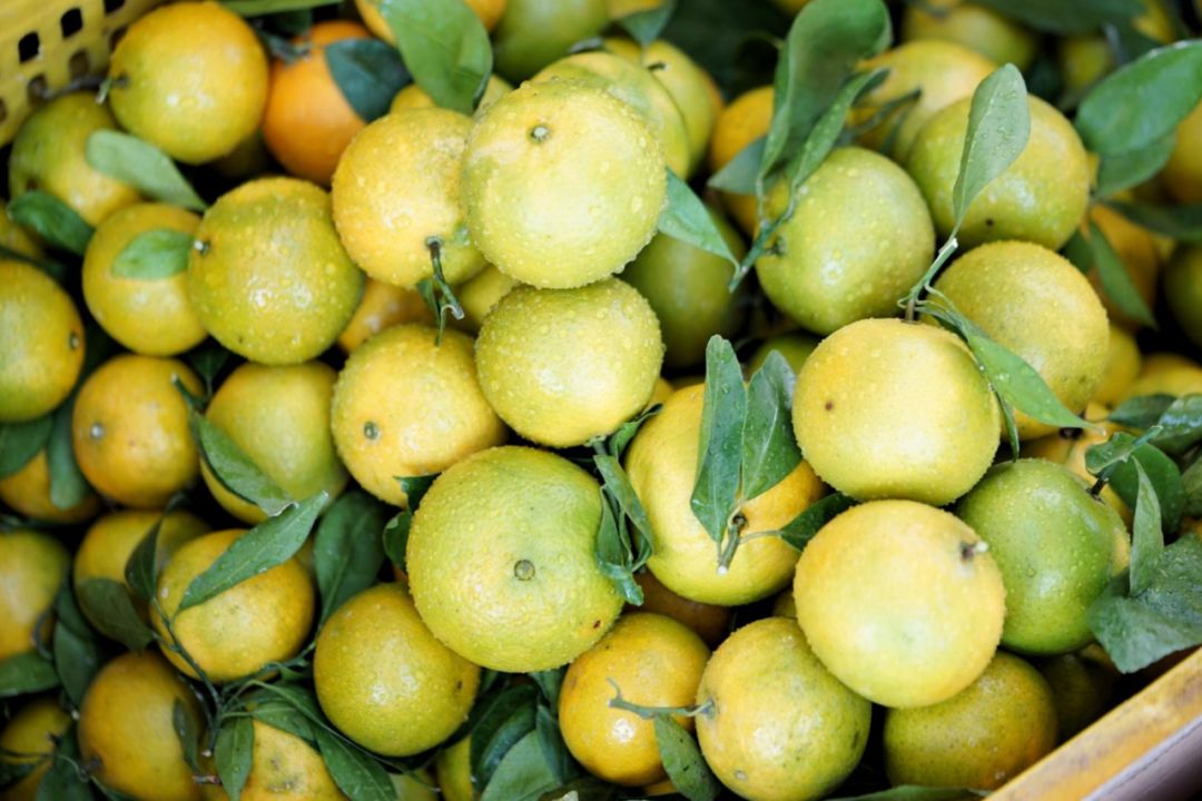 认识下广东人从小吃到大的宝藏水果,像冬季里清甜的山泉