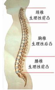 颈椎生理曲度异常怎么回事,颈椎生理曲度反曲的意思