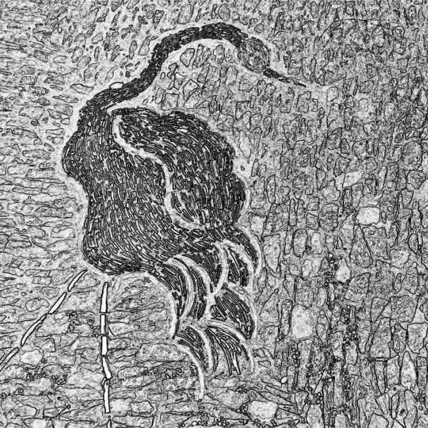 趣读丨旧时苏州人「养宠物」极简史，不只是吸猫遛狗