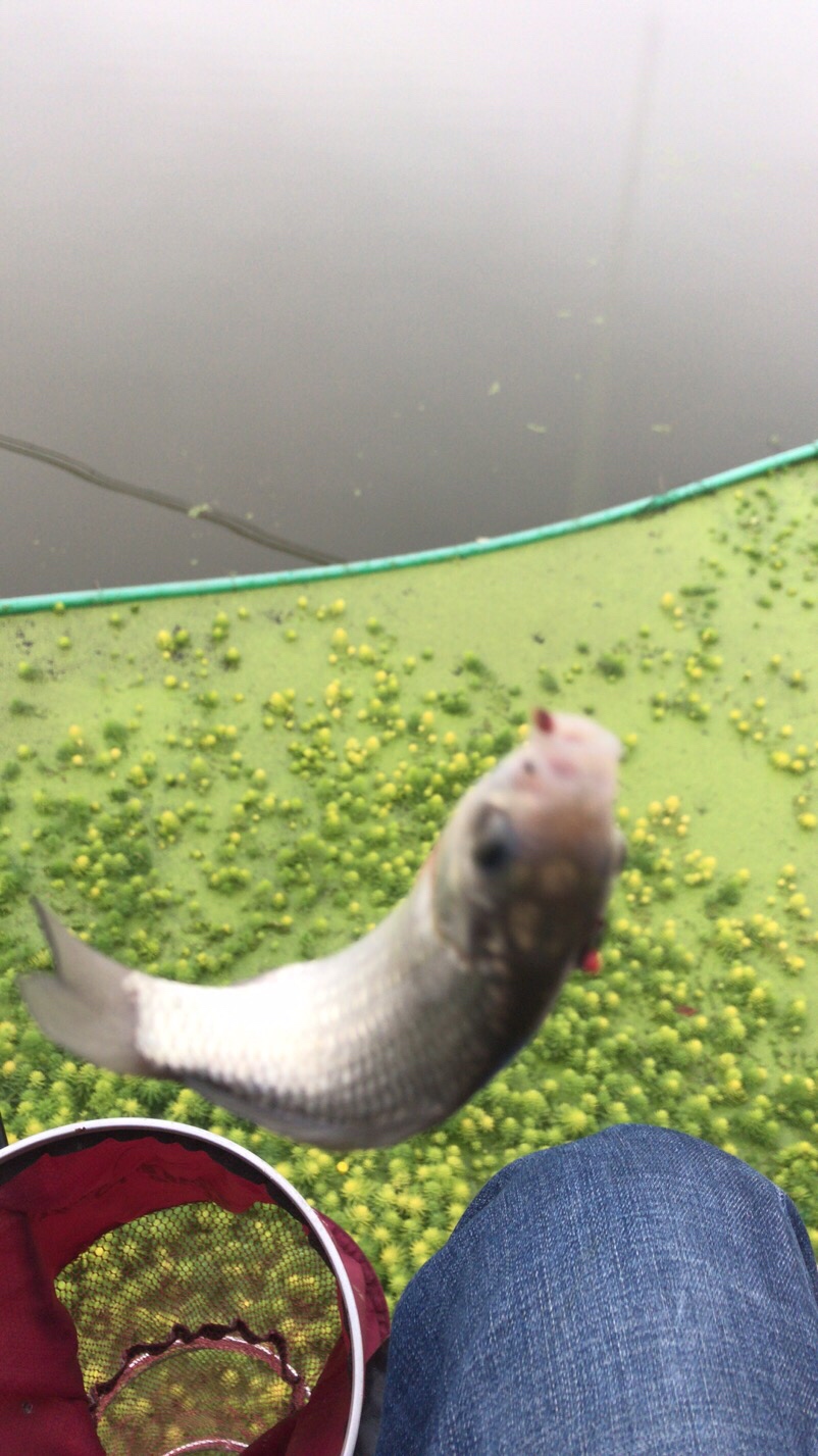 野钓垂钓实录,野钓钓鱼视频实战