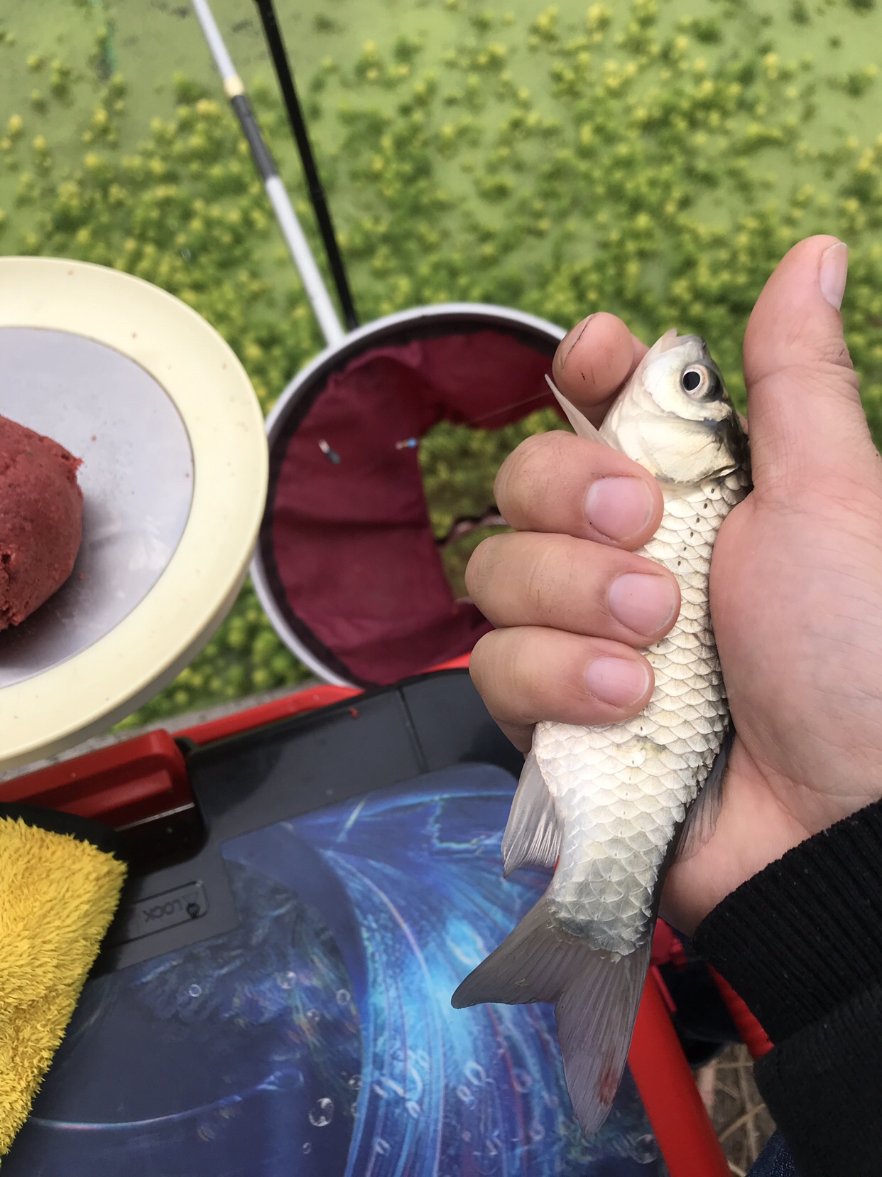 野钓垂钓实录,野钓钓鱼视频实战