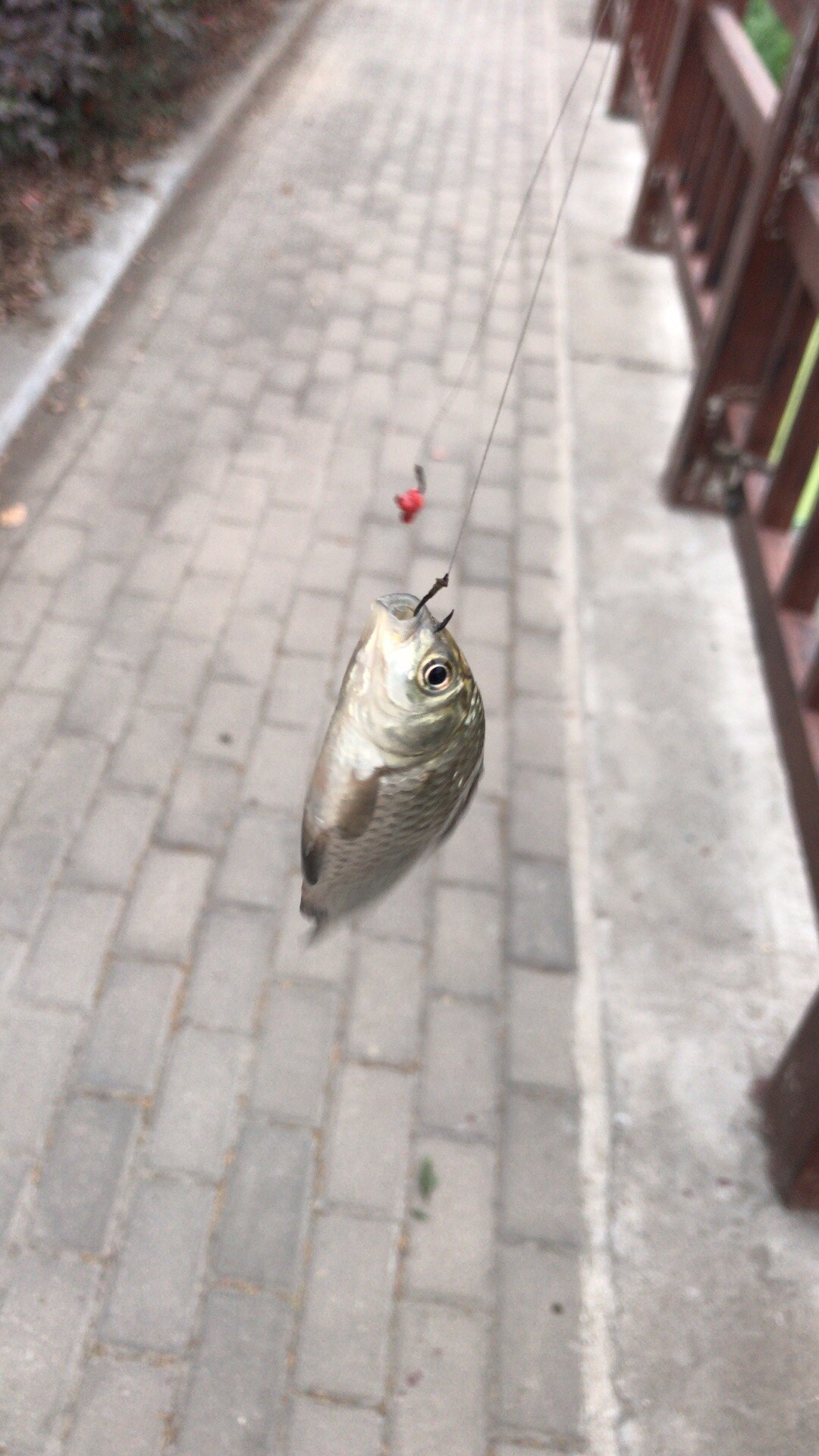 野钓垂钓实录,野钓钓鱼视频实战