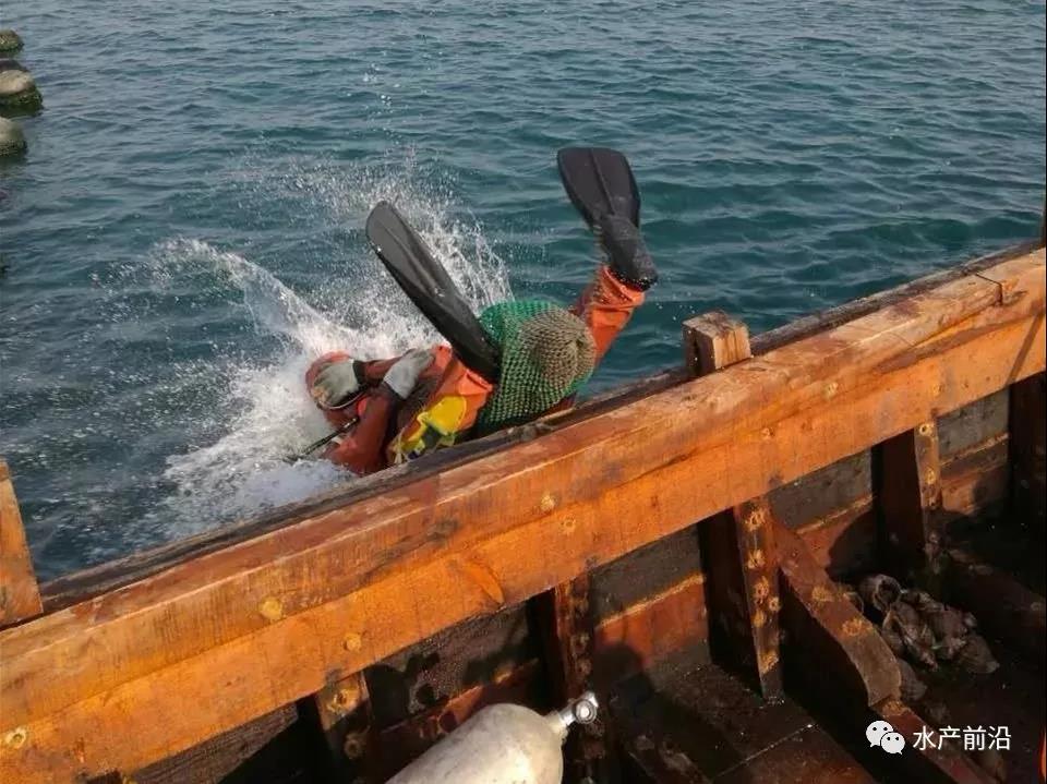 大连长海海燕家海参质量怎么样,哪里能买到正宗长海海参