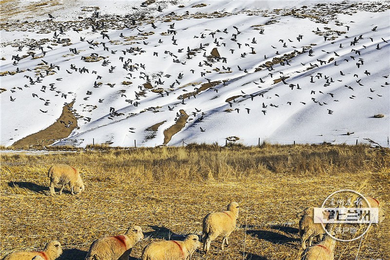兰州市任我行,兰州任我行现状