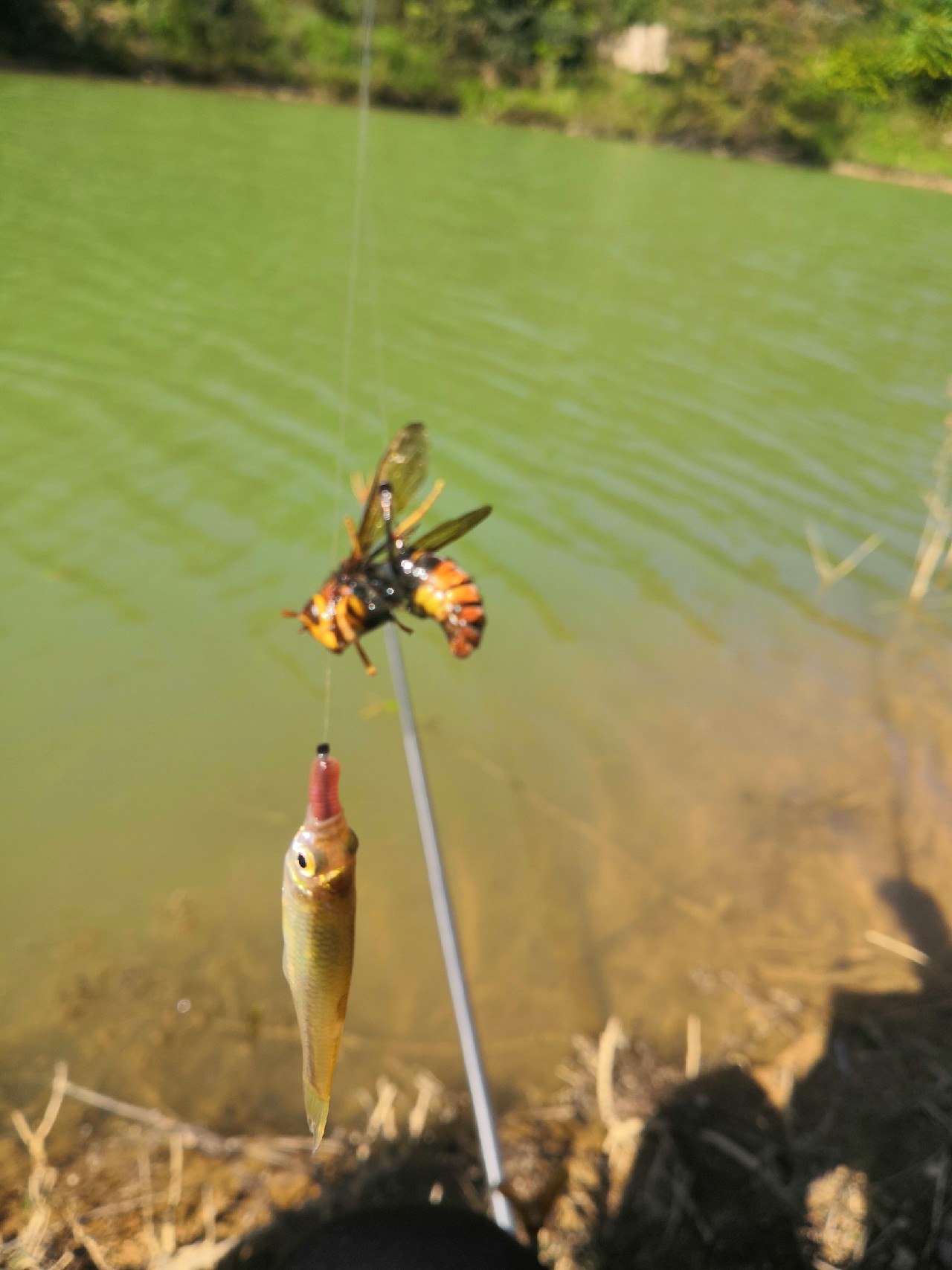 野钓桥边钓点,野钓探寻钓位