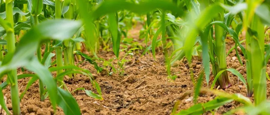 矮壮素复配剂禁忌,矮壮素和什么混用最好