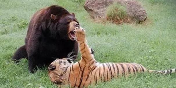 世间万物相生相克，谁是老虎的克星呢？百兽之王有怕的时候