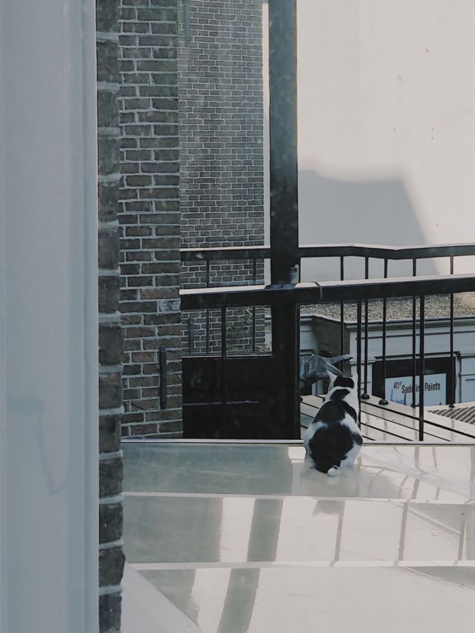 各种猫咪的博物馆,猫咪博物馆都有哪些猫