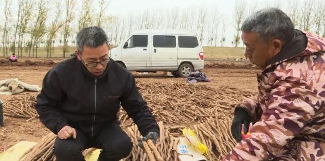 河南焦作温县怀庄山药,河南沁阳的山药