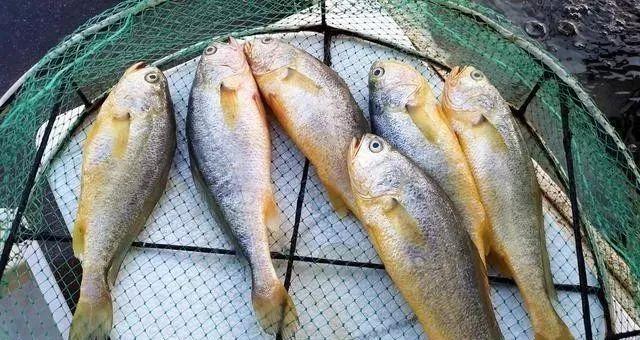 炖鱼去腥增香秘制调料,炖鱼需要放酱油醋吗