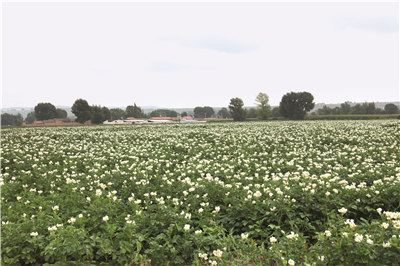 目前定西市马铃薯产业种植面积,甘肃省定西县土豆