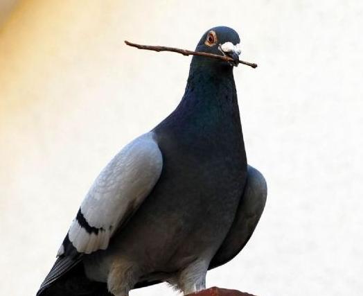 养鸽子的10大缺点,养鸽子的十大缺点