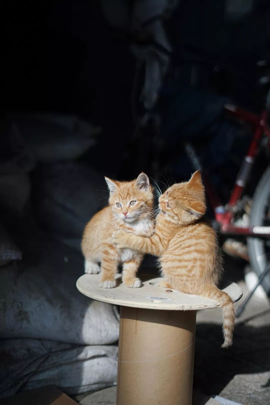 十二月南京一日游攻略,十二月的南京很温暖