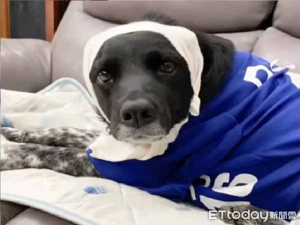 汪汪被包成伤患犬!转头尴尬脸笑翻全家人