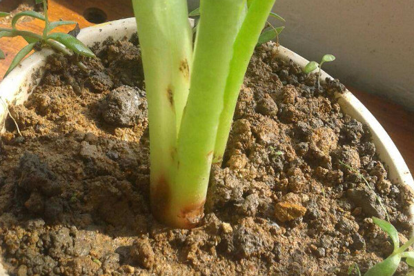 滴水观音有红蜘蛛怎么处理,滴水观音去除红蜘蛛