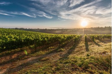 永恒热爱南美传奇—星得斯·1520