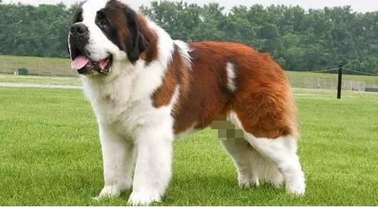 十种最厉害的犬,六大最厉害猫科动物