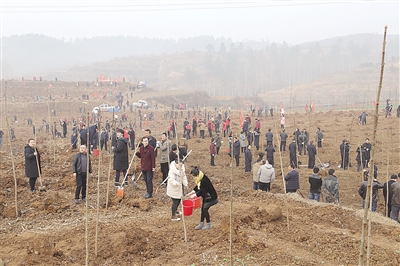 增木材强生态富民生实现生态经济效益双丰收——南阳市强力推进国家储备林项目建设