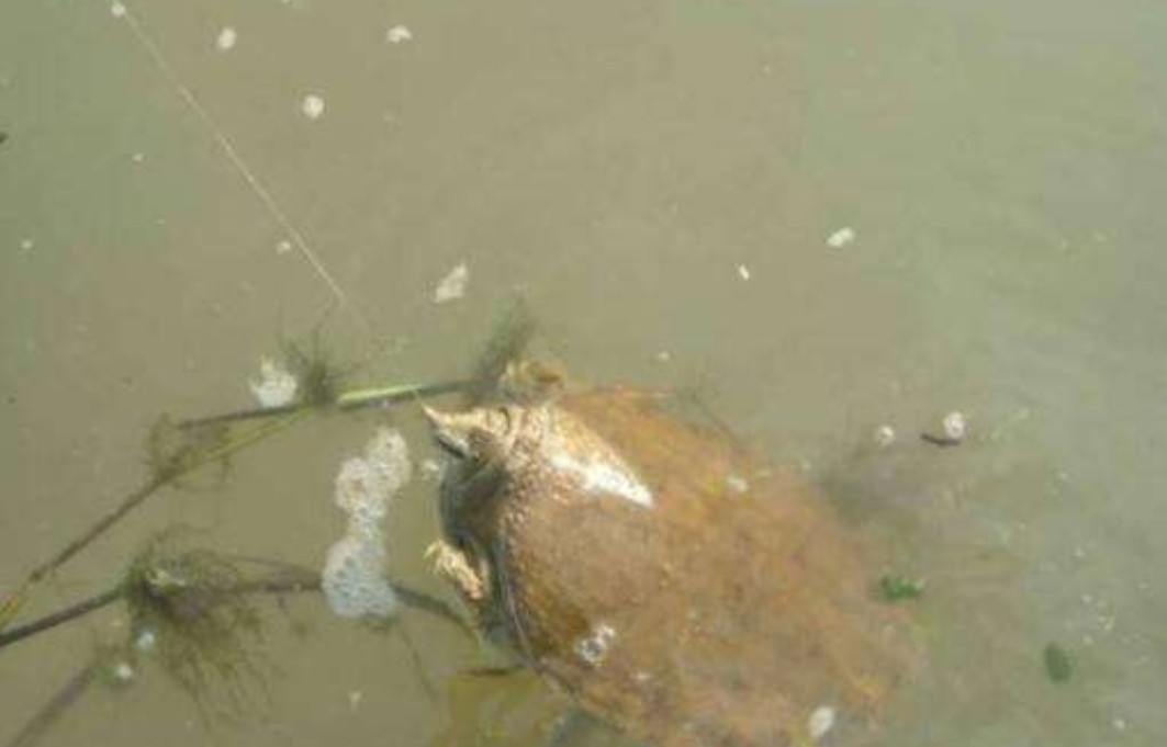 鱼有鱼路鳖有鳖道，详谈甲鱼生活习性和野钓技巧