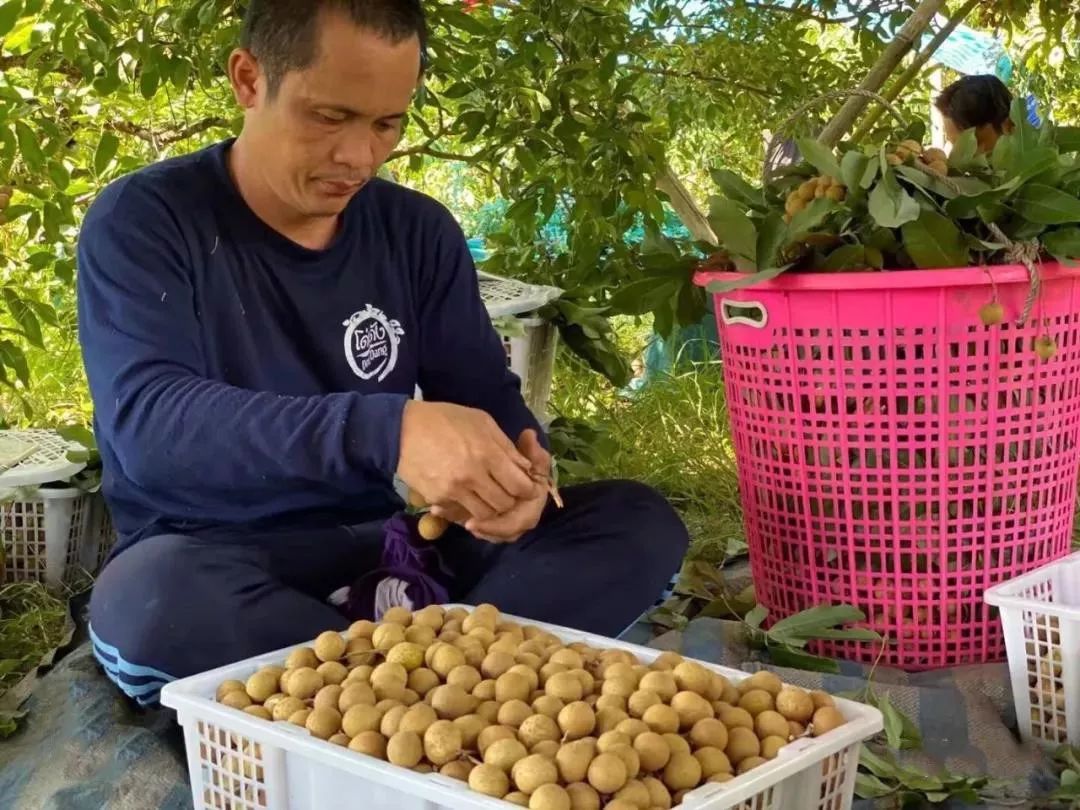 “泰”甜“泰”美！太便宜