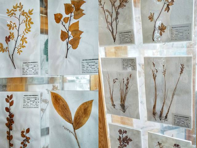 自驾呼伦贝尔草原公路,呼伦贝尔草原自驾公路