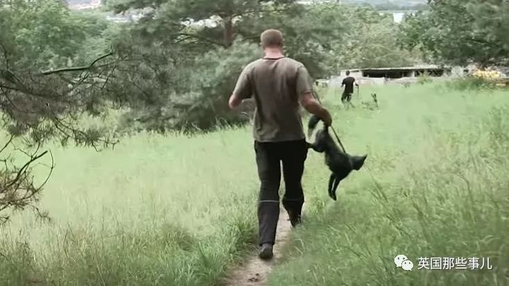 一只差点被做成皮草大衣的北极狐，如今白白胖胖过上了圣诞节
