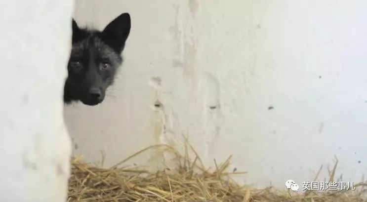 一只差点被做成皮草大衣的北极狐，如今白白胖胖过上了圣诞节