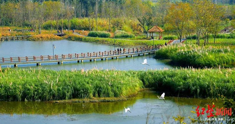 成都4号线最大的湿地公园,成都湿地公园能坐地铁去的有哪些