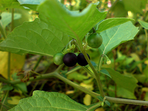 咳嗽吃什么水果最好最快止咳,清肺止咳化痰的食物和水果有哪些
