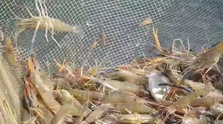 鱼塘漂白粉消毒正确用法,干鱼塘消毒用生石灰最简单方法