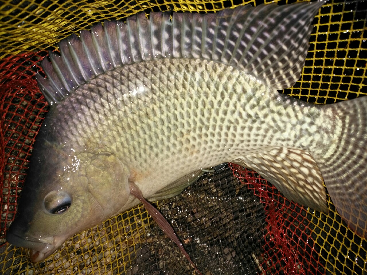 野钓运气爆棚,野钓钓到了1000斤大鱼