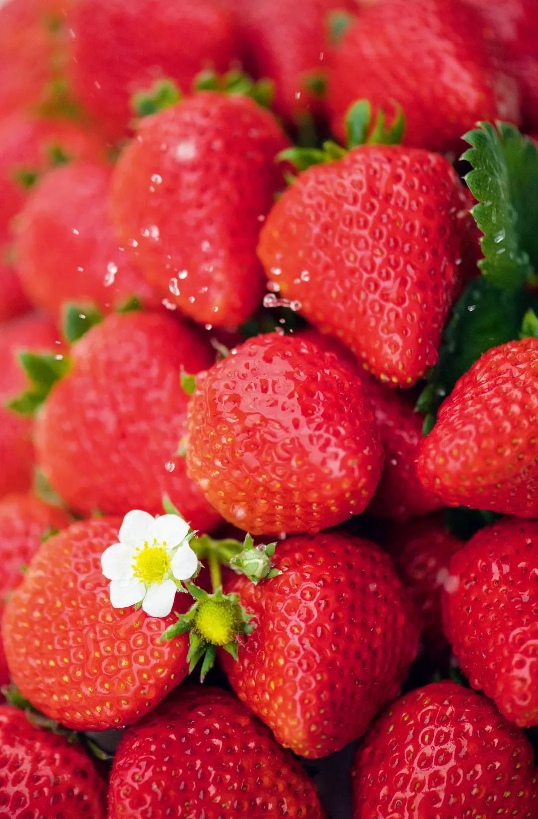 过年新鲜海鲜有哪些,中国人过年常吃什么