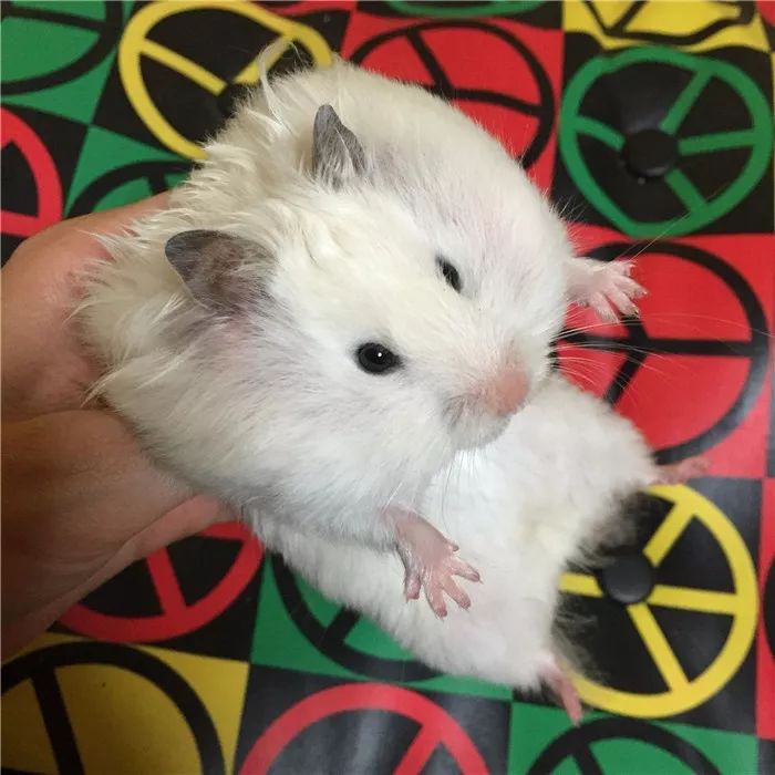 日推网友鼠年仓鼠腮帮子大赛，满屏圆滚滚毛茸茸敲可爱