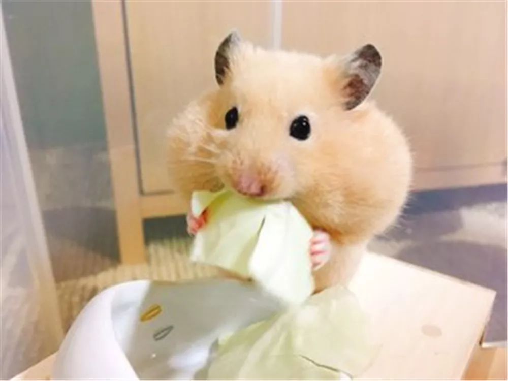 日推网友鼠年仓鼠腮帮子大赛，满屏圆滚滚毛茸茸敲可爱