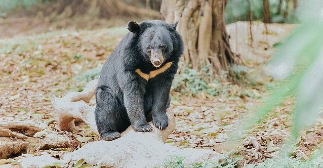 广州长隆野生动物世界旅游攻略,暖冬长隆3天2晚