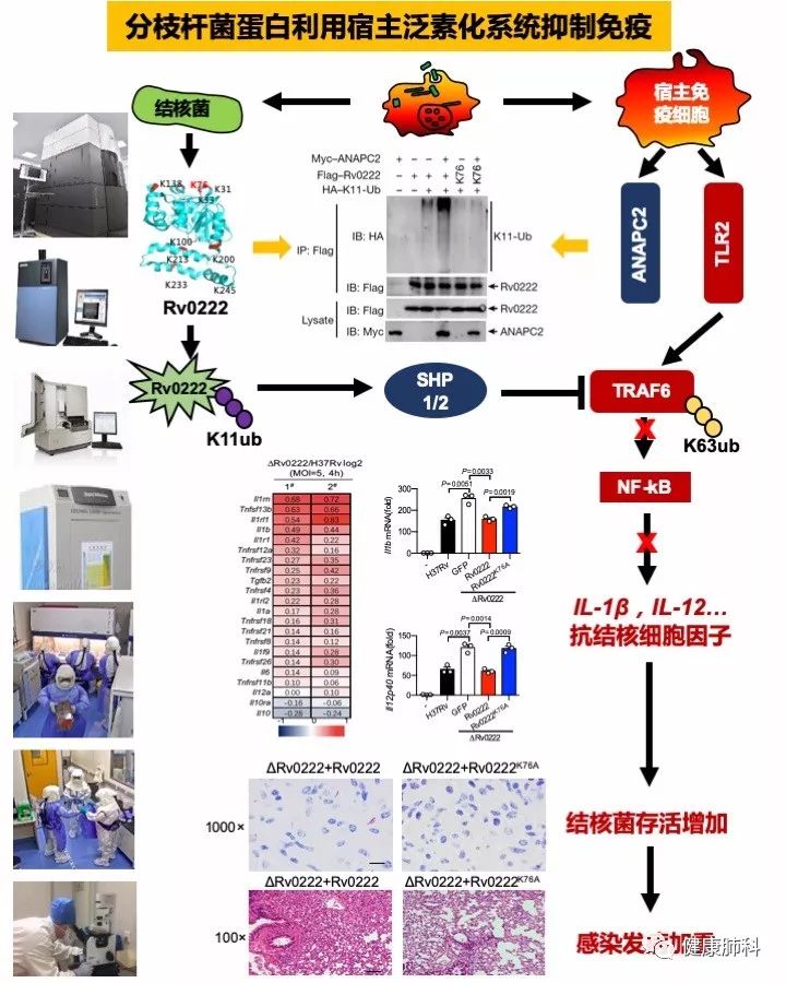 国际顶尖生物学术期刊,结核杆菌的最新研究进展