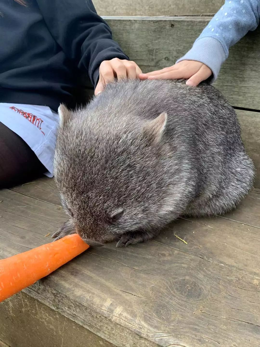 没有作业的澳洲暑假怎么熬？