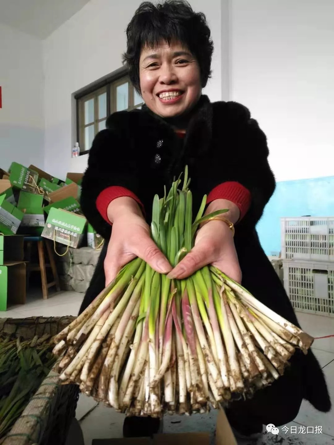 30多块钱一斤,还抢着买?龙口这个村种的菜太抢手