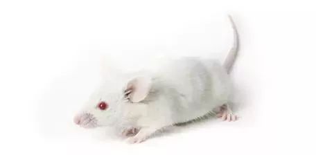 这个鼠年太难过了！再难，也不能没有鼠