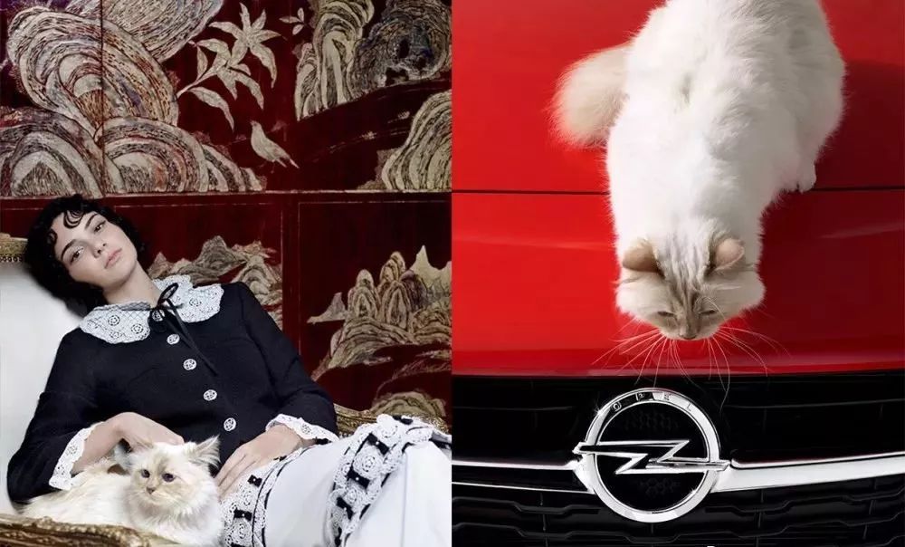 继承老佛爷遗产的猫怎么样了,老佛爷的猫咪现在怎么样了