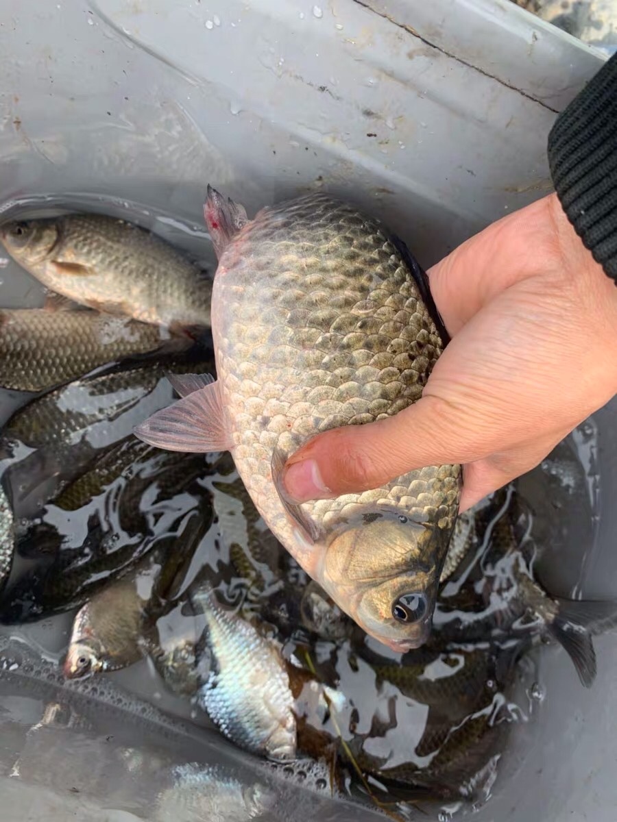 朝天钩选多大号合适,朝天钩最大能用几号钩