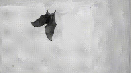 介绍第一视角蝙蝠,认识蝙蝠