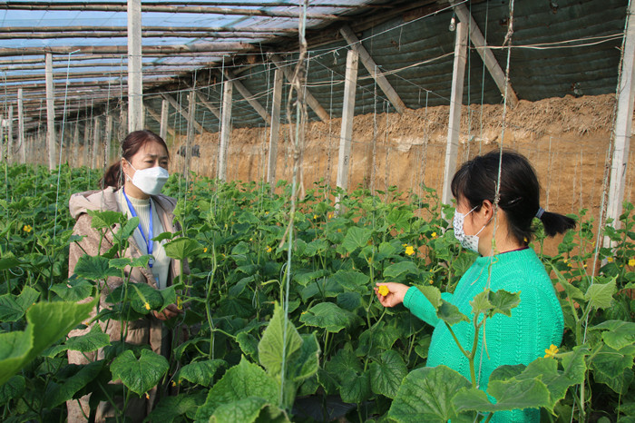 防疫产销两不误蔬菜大棚春意浓,防疫春耕两不误温室大棚春意浓