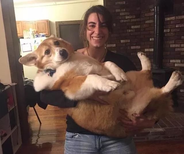 别人家的柯基vs自家的柯基,柯基加松狮是什么样的狗